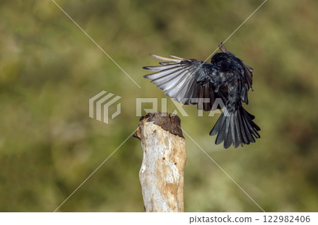 Fork tailed Drongo in Greater Kruger National park, South Africa Fork tailed Drongo in Greater Kruger National park, South Africa 122982406