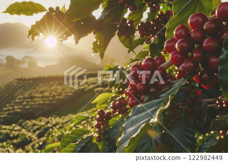 Ripe red coffee cherries on a plantation at sunrise, with sun rays illuminating the lush green leaves and misty hills. 122982449