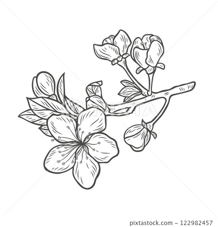 Sakura branch in engraving style 122982457