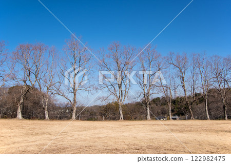 『冬季景觀素材』一排落葉樹 122982475