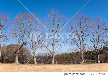 "Winter landscape material" Row of deciduous trees 122982481