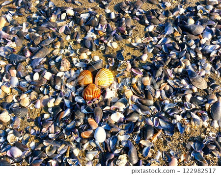 many small shells on the sea sandy coast many small shells on the sea sandy coast 122982517