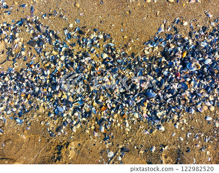 many small shells on the sea sandy coast 122982520