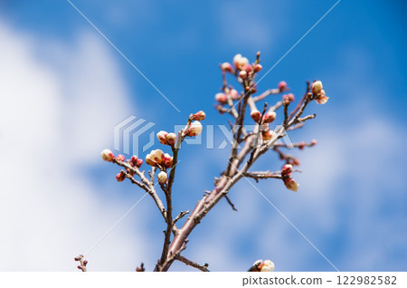 梅花（初開的白梅花） 122982582