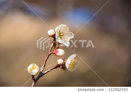 梅花（初開的白梅花） 122982583