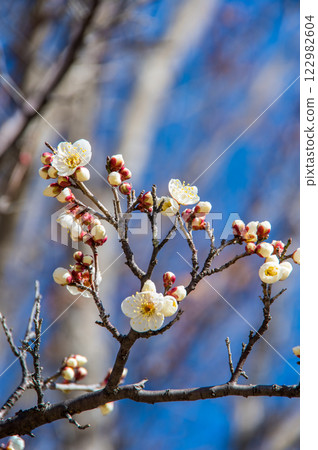 Plum blossoms (White plum blossoms beginning to bloom) 122982604