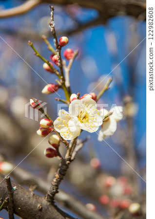 Plum blossoms (White plum blossoms beginning to bloom) 122982608