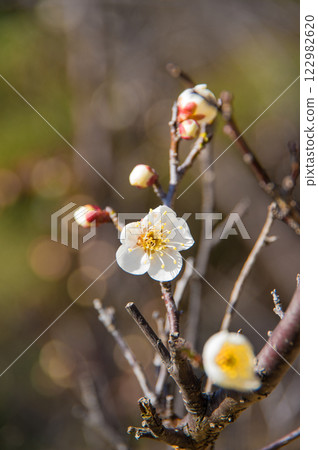 梅花（初開的白梅花） 122982620