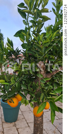 Orange tree in street of Turkey Orange tree in street of Turkey 122982714