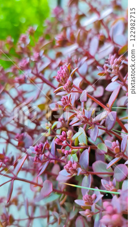 Dark pink plants in the park Dark pink plants in the park 122982715
