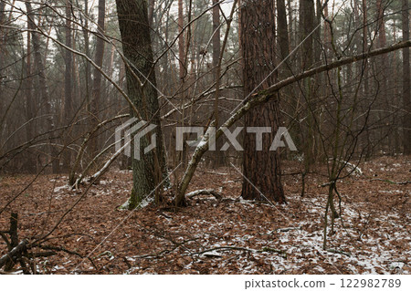 forest in the winter 122982789