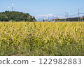 Rice ears near harvest and blue autumn sky 122982883