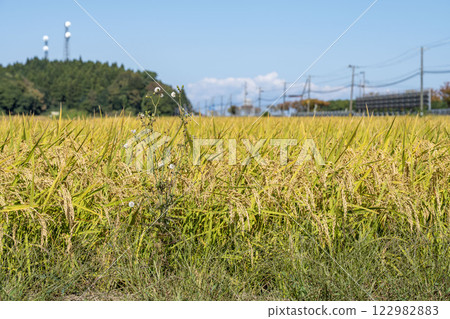 即將收成的稻穗和藍色的秋日天空 122982883
