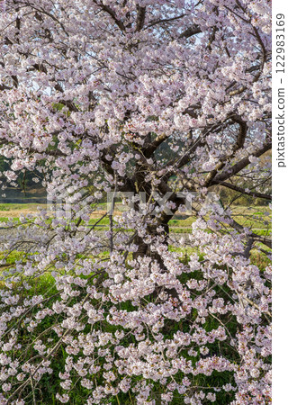 Cherry blossoms in full bloom [Yokkaichi City, Shikagawa Senbonzakura] 122983169