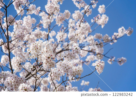 Cherry blossoms in full bloom shining in the blue sky 122983242