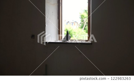 Pigeon sitting on windowsill of destroyed residential building at Kharkivska oblast. Ruined house after bomb attacks on ukrainian territory from russia army at background. Russian invasion of Ukraine 122983263
