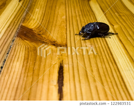 Rhinoceros beetle Oryctes nasicornis is a large flying beetle from subfamily Dynastinae. 122983531