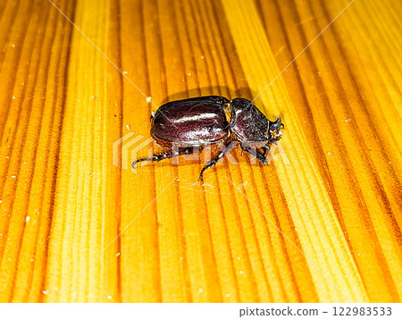 Rhinoceros beetle Oryctes nasicornis is a large flying beetle from the subfamily Dynastinae. Rhinoceros beetle Oryctes nasicornis is a large flying beetle from the subfamily Dynastinae. 122983533