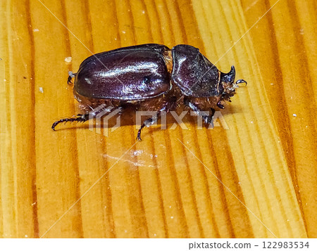Rhinoceros beetle lat. Oryctes nasicornis is a large flying beetle. Rhinoceros beetle lat. Oryctes nasicornis is a large flying beetle. 122983534