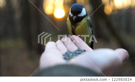 Small titmouse eating meal from arm of young girl against sunset at background. Little tomtit pecking food from a female hand at autumn. Woman feeding cute tit bird to sunflower seeds in forest 122983814