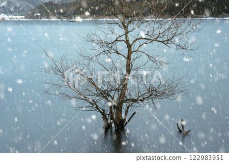 拍攝於冬季的餘胡湖，位於滋賀縣長濱市琵琶湖的北部。 122983951