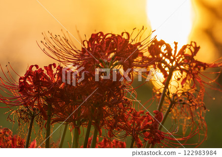 Photographed cluster amaryllis in Katsurahamaenchi, Takashima City, Shiga Prefecture Photographed cluster amaryllis in Katsurahamaenchi, Takashima City, Shiga Prefecture 122983984