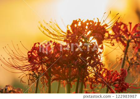 Photographed cluster amaryllis in Katsurahamaenchi, Takashima City, Shiga Prefecture 122983987