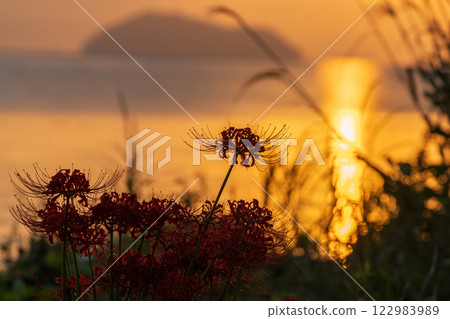 Photographed cluster amaryllis in Katsurahamaenchi, Takashima City, Shiga Prefecture 122983989