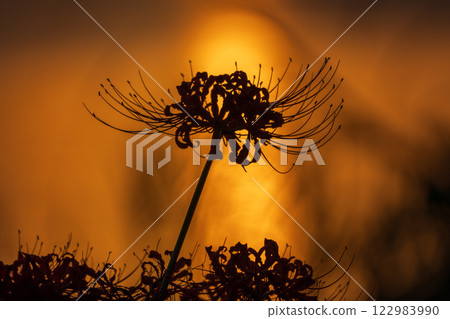Photographed cluster amaryllis in Katsurahamaenchi, Takashima City, Shiga Prefecture 122983990