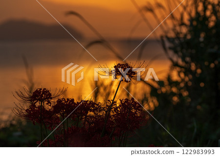 在滋賀縣高島市桂濱園拍攝到的群孤挺花 在滋賀縣高島市桂濱園拍攝到的群孤挺花 122983993