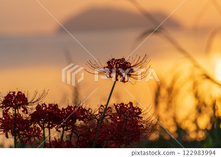 Photographed cluster amaryllis in Katsurahamaenchi, Takashima City, Shiga Prefecture 122983994