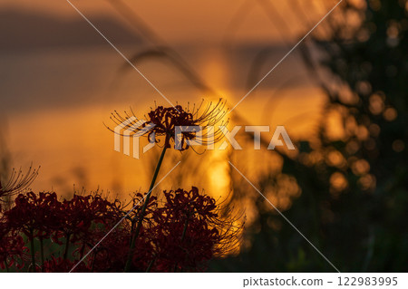 Photographed cluster amaryllis in Katsurahamaenchi, Takashima City, Shiga Prefecture 122983995