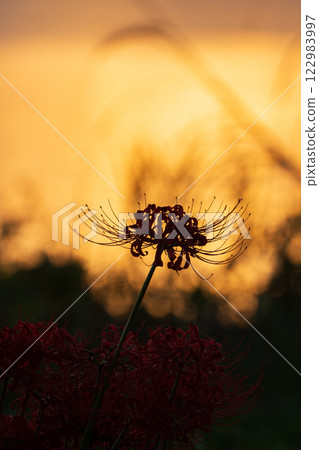 Photographed cluster amaryllis in Katsurahamaenchi, Takashima City, Shiga Prefecture 122983997