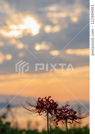 Photographed cluster amaryllis in Katsurahamaenchi, Takashima City, Shiga Prefecture 122984001