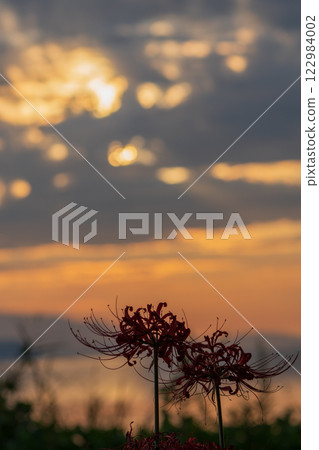 Photographed cluster amaryllis in Katsurahamaenchi, Takashima City, Shiga Prefecture 122984002