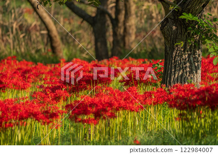 Photographed cluster amaryllis in Katsurahamaenchi, Takashima City, Shiga Prefecture 122984007