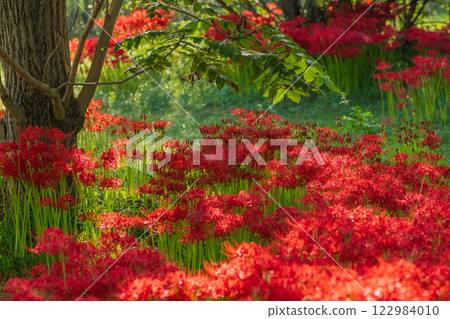 Photographed cluster amaryllis in Katsurahamaenchi, Takashima City, Shiga Prefecture 122984010