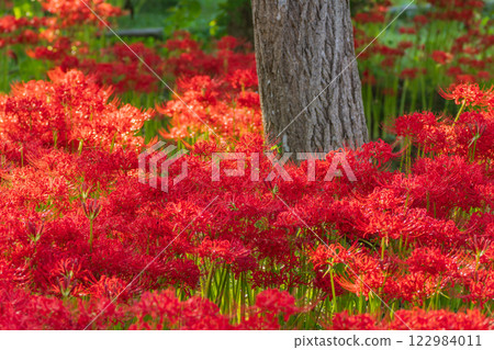 Photographed cluster amaryllis in Katsurahamaenchi, Takashima City, Shiga Prefecture 122984011