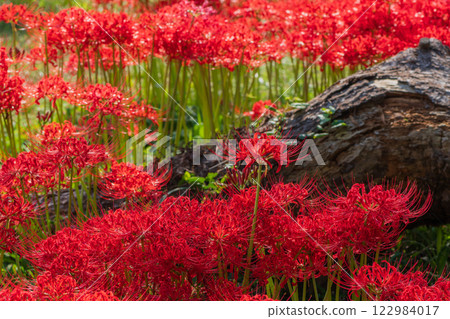 Photographed cluster amaryllis in Katsurahamaenchi, Takashima City, Shiga Prefecture 122984017