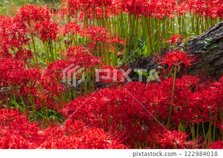 Photographed cluster amaryllis in Katsurahamaenchi, Takashima City, Shiga Prefecture Photographed cluster amaryllis in Katsurahamaenchi, Takashima City, Shiga Prefecture 122984018