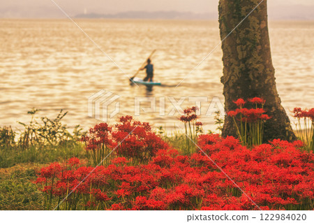 Photographed cluster amaryllis in Katsurahamaenchi, Takashima City, Shiga Prefecture 122984020