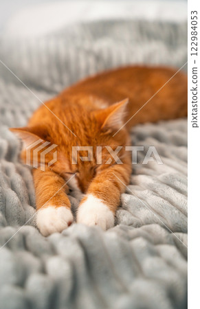 Sleeping ginger cat. Orange cat sleeps on a blanket. The concept of comfort and tranquility at home. Selective focus on paws 122984053