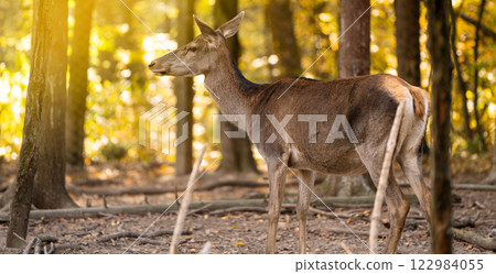 A beautiful young deer walks in the autumn forest on a sunny day. 122984055