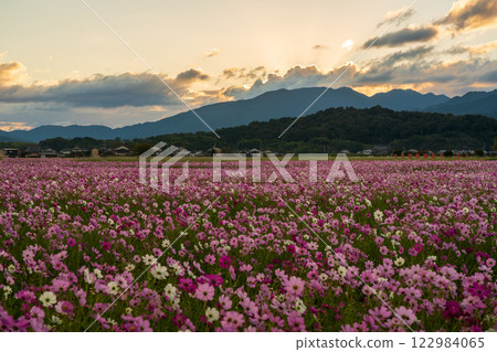 Cosmos photographed at the former site of Fujiwara-kyo in the middle of autumn in Kashihara City, Nara Prefecture 122984065