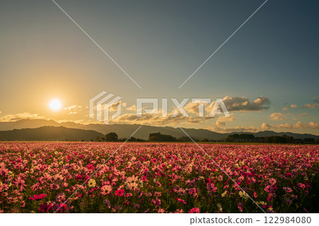 Cosmos photographed at the former site of Fujiwara-kyo in the middle of autumn in Kashihara City, Nara Prefecture 122984080