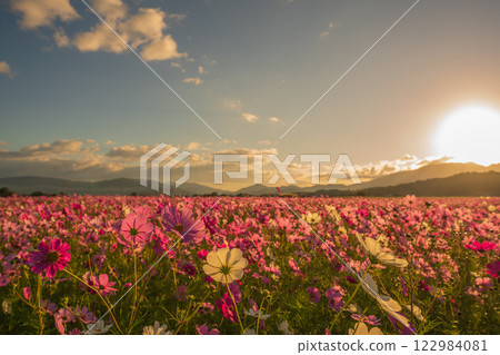 Cosmos photographed at the former site of Fujiwara-kyo in the middle of autumn in Kashihara City, Nara Prefecture Cosmos photographed at the former site of Fujiwara-kyo in the middle of autumn in Kashihara City, Nara Prefecture 122984081