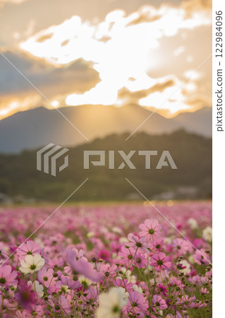 Cosmos photographed at the former site of Fujiwara-kyo in the middle of autumn in Kashihara City, Nara Prefecture 122984096