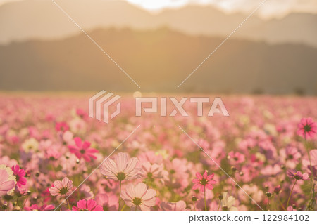 Cosmos photographed at the former site of Fujiwara-kyo in the middle of autumn in Kashihara City, Nara Prefecture 122984102