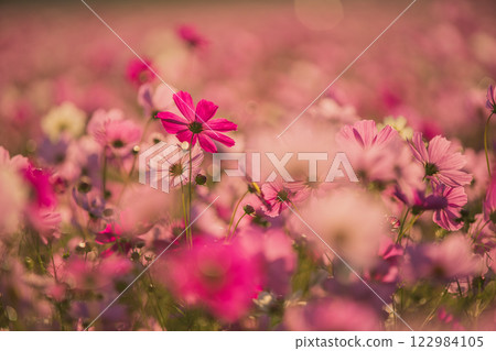 Cosmos photographed at the former site of Fujiwara-kyo in the middle of autumn in Kashihara City, Nara Prefecture Cosmos photographed at the former site of Fujiwara-kyo in the middle of autumn in Kashihara City, Nara Prefecture 122984105