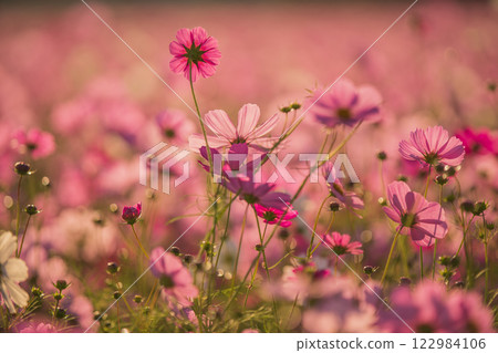 秋日奈良縣橛原市藤原峽遺址拍攝的波斯菊。 122984106